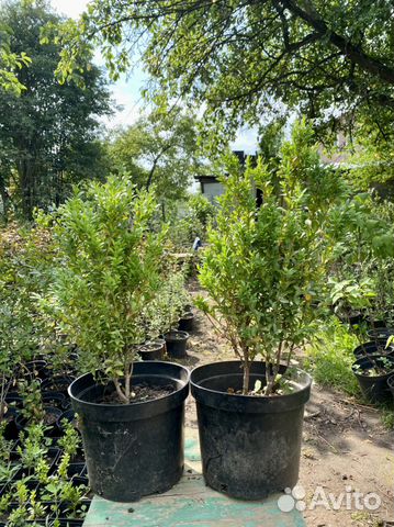 Самшит вечнозеленый