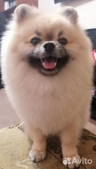 Померанский шпиц ищет подружку