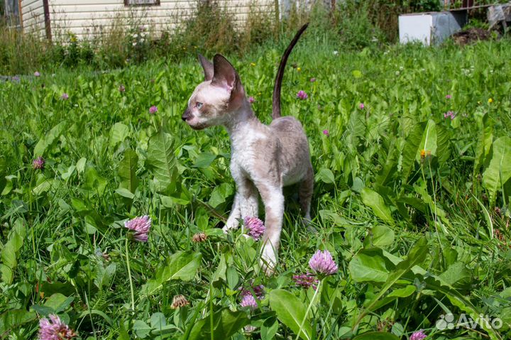 Котята корниш-рекс с документами