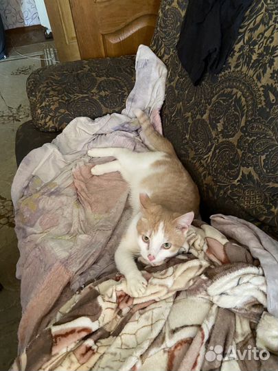 Отдам кота в добрые руки