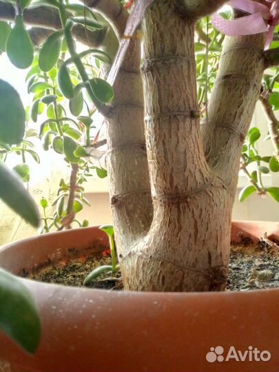 Толстянка (денежное дерево)