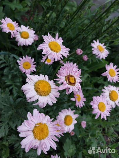 Многолетники (саженцы)