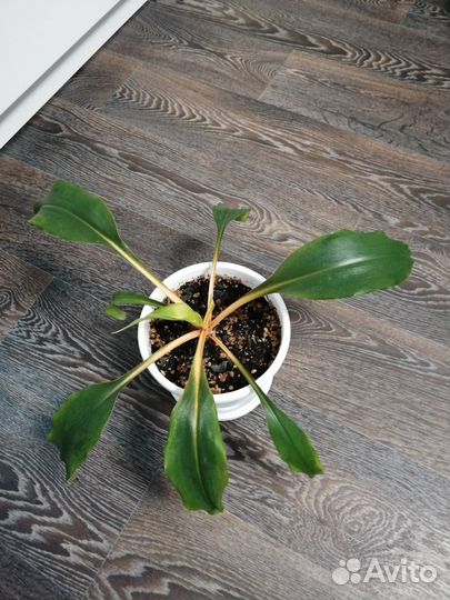 Комнатные цветы