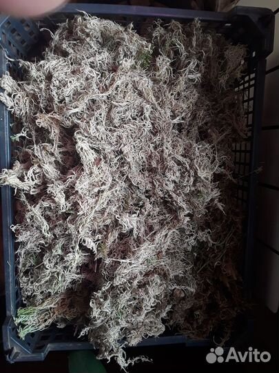 Сфагнум свежий сбор наборы для орхидей