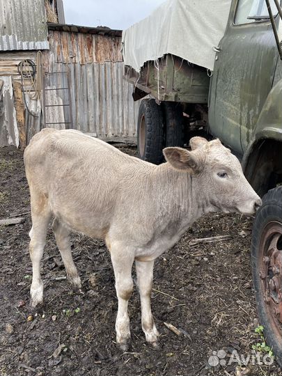 Телята телочки