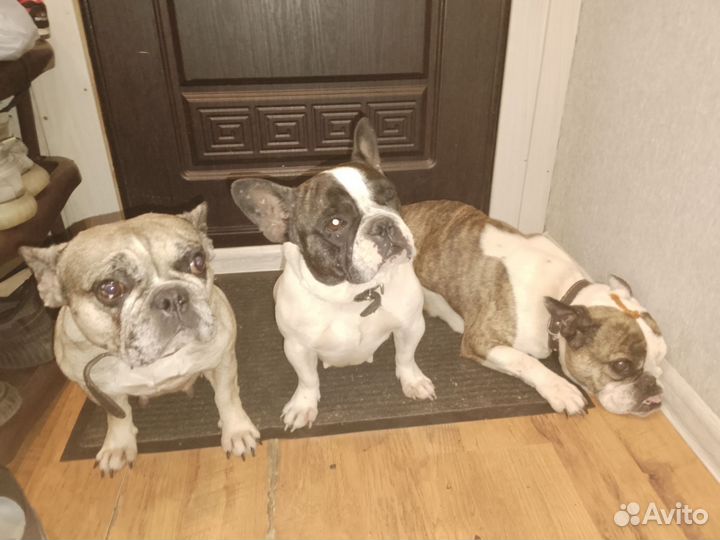 Французский бульдог