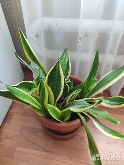 Спатифиллум, Аглаонема,Драцена, Сансевиерия