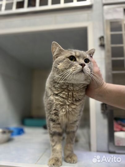 Британец кот, котик 1 год