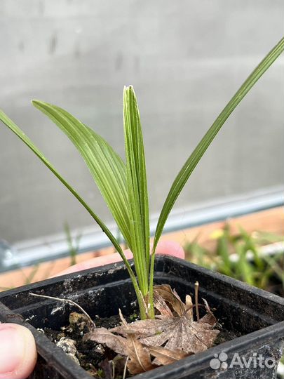 Трахикарпус форчуна