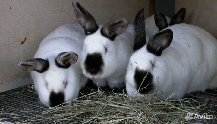 Мясо кролика / Доставка