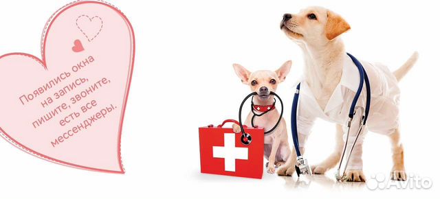 Консультация ветеринарного врача