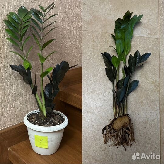 Замиокулькас черный ворон