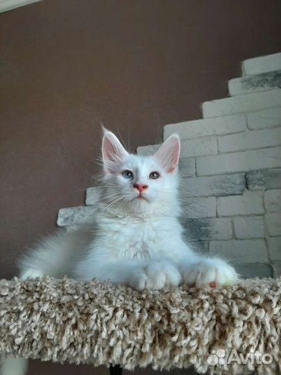 Белые коты куны