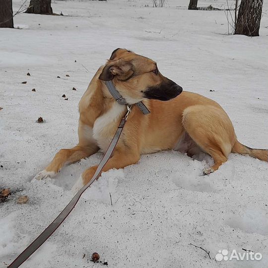 Щенок