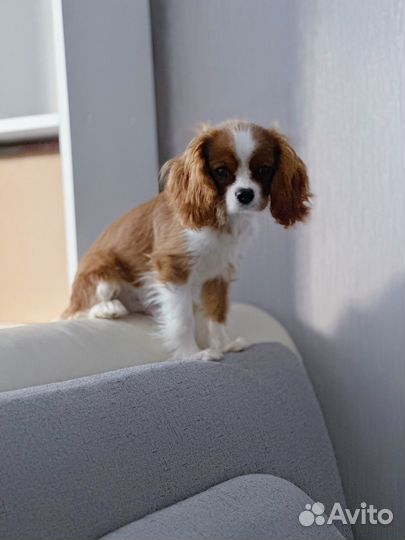 Кинг чарльз спаниель