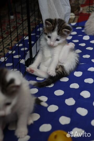 Котята в добрые руки
