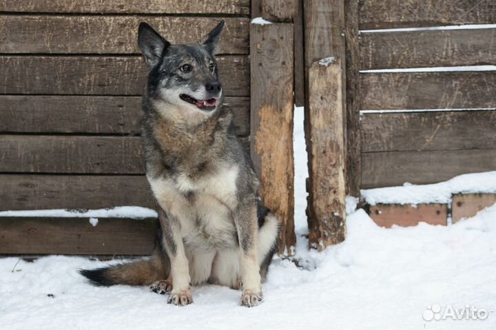 Отдаю собачку Лялю в дар