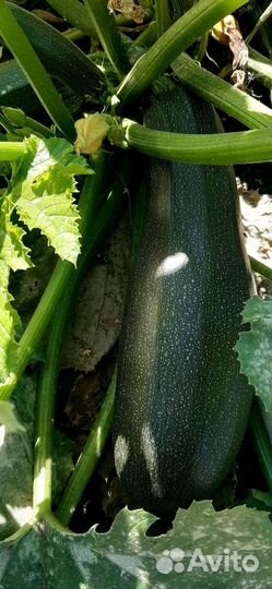 Овощи оптом