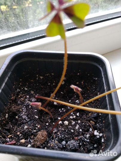 Оксалис Деппе