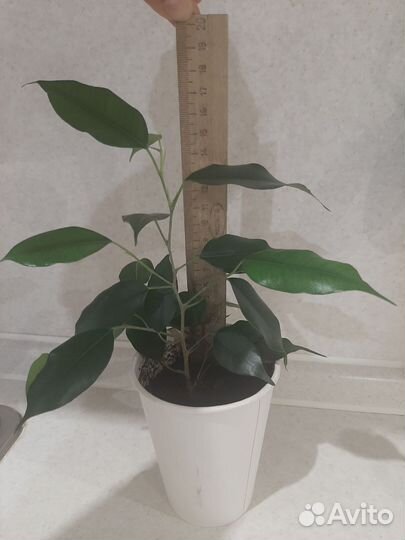 Фикус бенджамина
