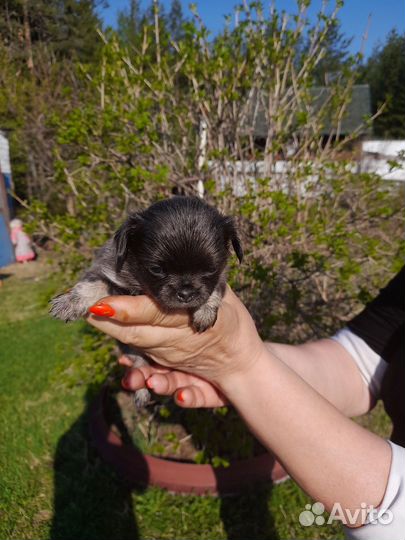 Щенки чихуахуа