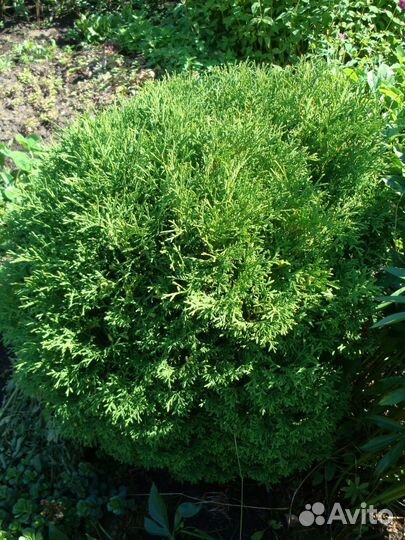 Многолетние цветы для клумб