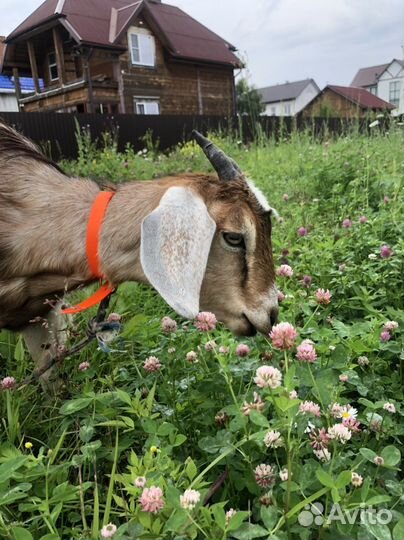 Коза, козел