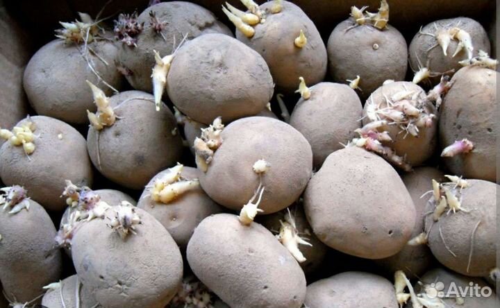 Корм, картофель на посадку
