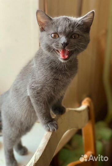 Котенок мальчик