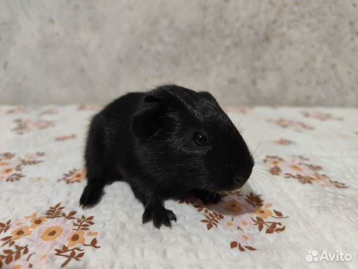 Морская свинка с геном Куи - F-2