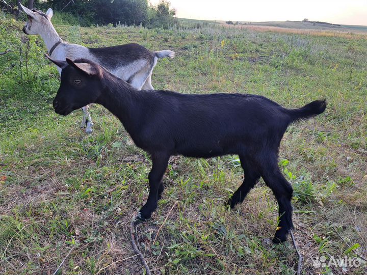 Альпийские козы и козлик