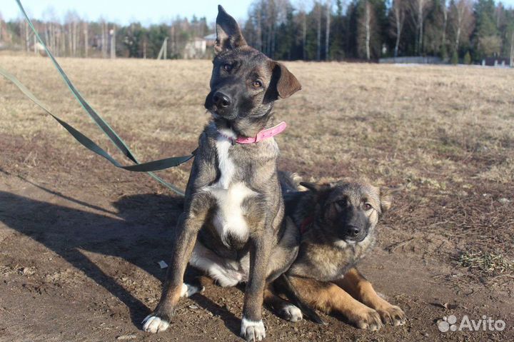 Метисы овчарки