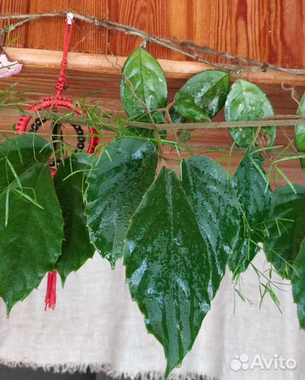 Тетрастигма Вуанье