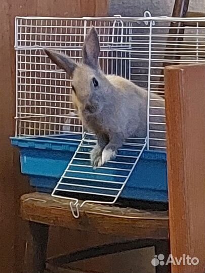 Декоративные кролики