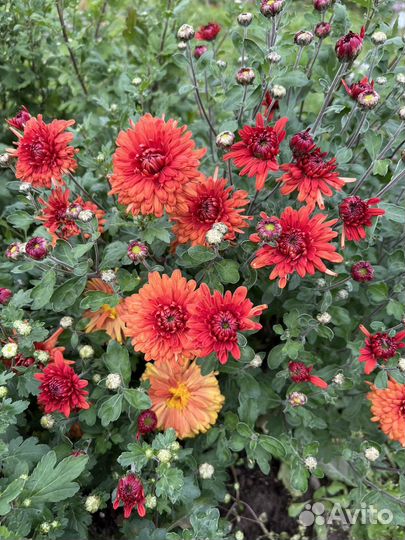 Хризантема корейская саженцы