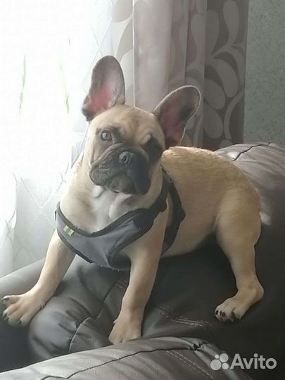 Французский красавчик