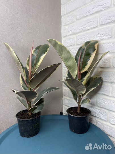 Фикус эластика тинеке комнатные цветы