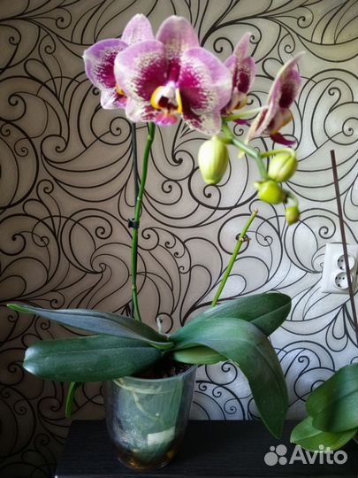 Орхидеи сортовые цветущие