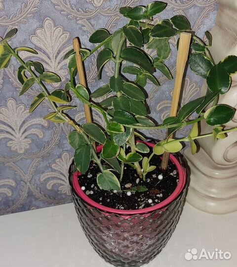 Хойи сортовые