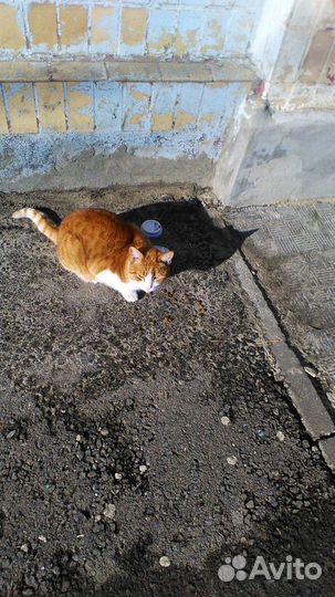 Котик ищет дом