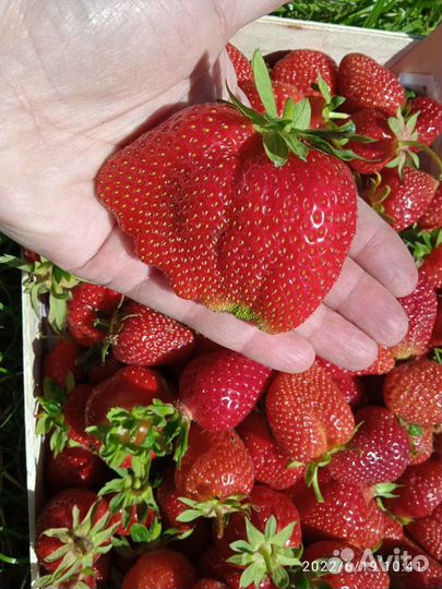 Рассада клубники элитных сортов