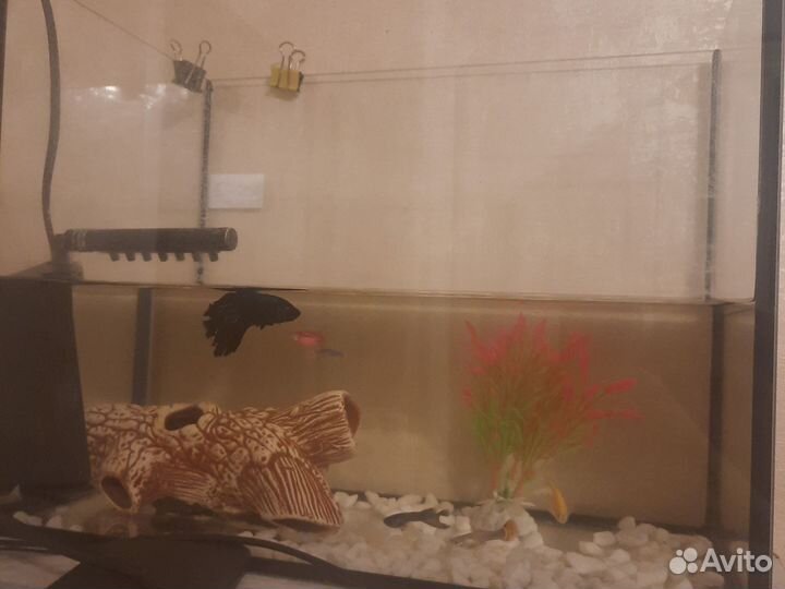 Аквариумные рыбки и аквариум