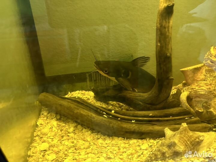 Акулий глаз сом крупный