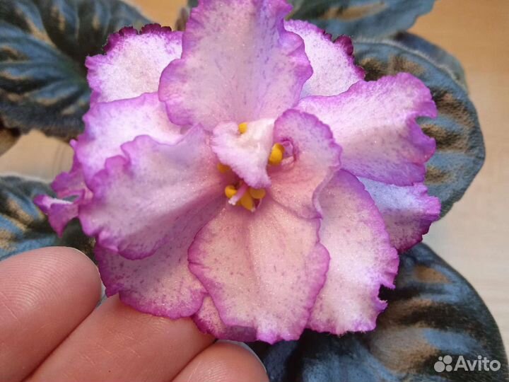 Фиалки детки, стартеры