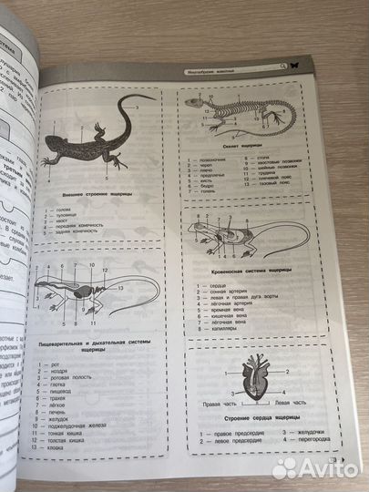 Биология егэ,огэ школьный курс