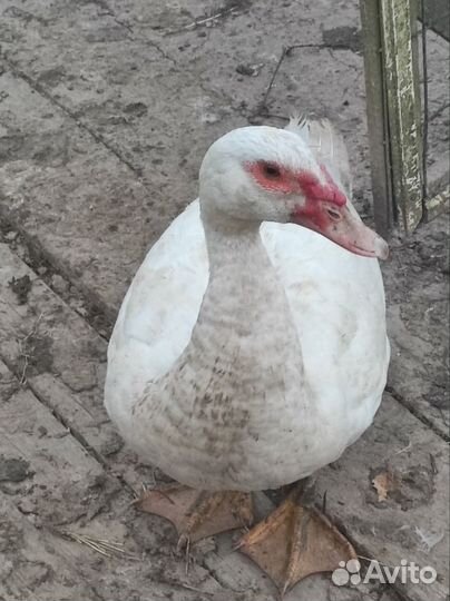 Индоутки, гуси