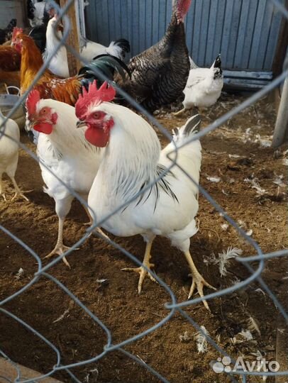 Молодые петушки