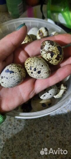 Яйцо перепелинное и куринное домашние