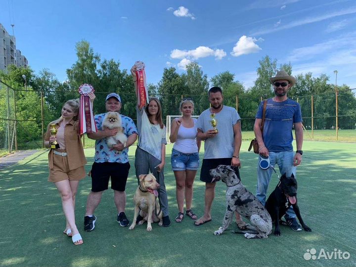 Родословный Американский питбуль на вязку