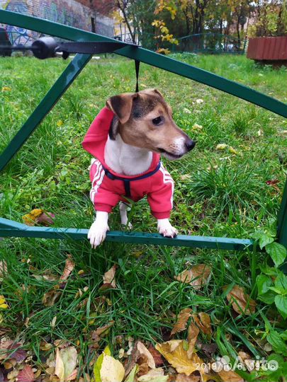 Вязка Джек Рассел терьер